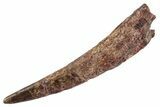 Fossil Pterosaur (Siroccopteryx) Tooth - Morocco #360004-1